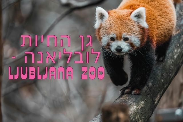 גן החיות לובליאנה - Ljubljana Zoo