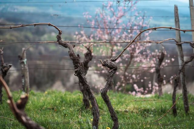 עמק ויפאבה בסלובניה - Vipava Valley credit to getyourguide.com